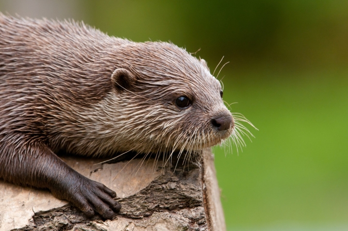 An otter laying on some wood